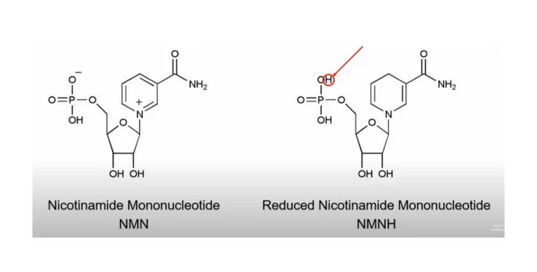 NMN versus NMNH: Wat is het verschil en wat is beter voor jouw gezondheid?